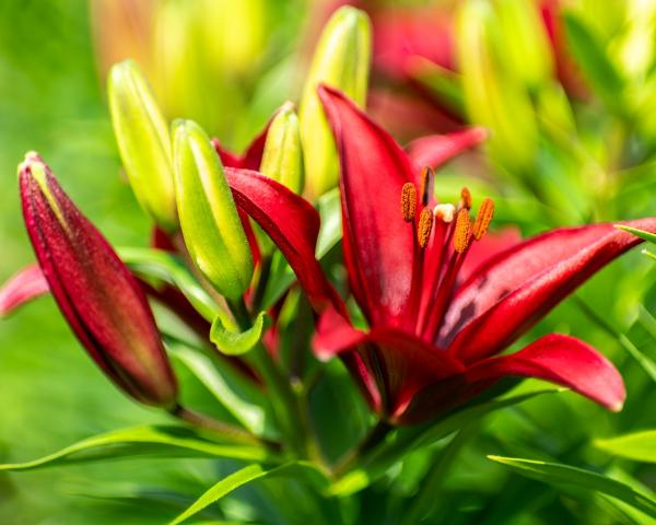 Soft Red Lilies