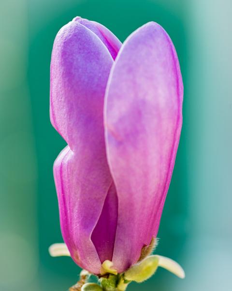 Closed Magnolia Bloom