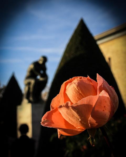 Le Penseur (the thinker) & La Rose