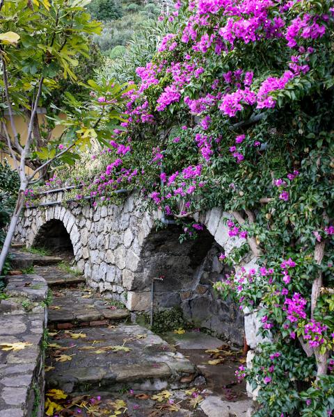 Pathway of Purple picture