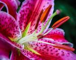 Pink Stargazer Lily