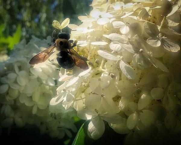 A Bee's Heart picture