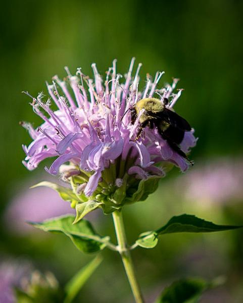 Tasting the Bee Balm picture