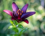 Purple Lily in Mom’s Garden