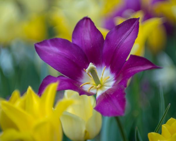 Purple & Gold Tulips picture