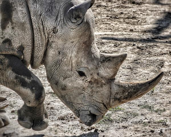 Rhino's Rough Skin