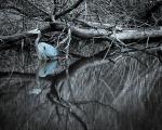 Blue Heron Bathing