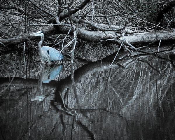 Blue Heron Bathing picture