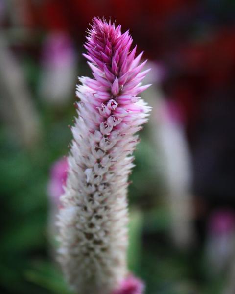 Pink Flower picture