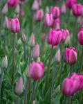 Pretty in Pink Tulips