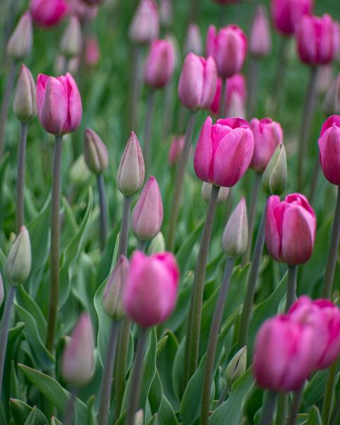 Pretty in Pink Tulips picture