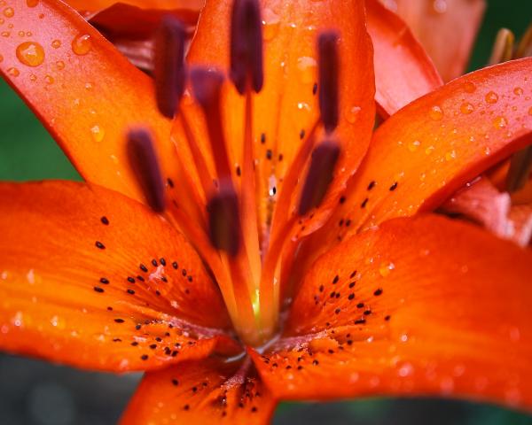 Tiger Lily After the Rain