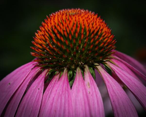 Purple Coneflower