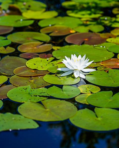 Bright White Water Lily