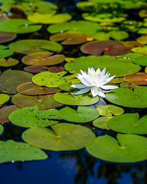 Bright White Water Lily picture