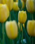 Yellow Tulips