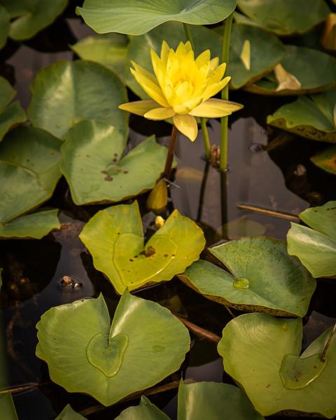 Yellow Water Lily picture