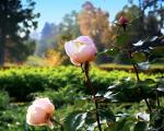 Roses in Versailles