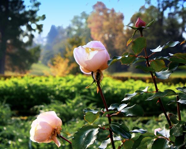 Roses in Versailles picture