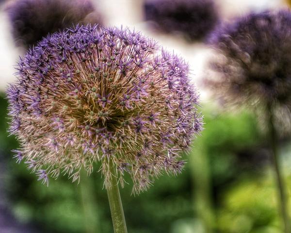 Allium Fields picture