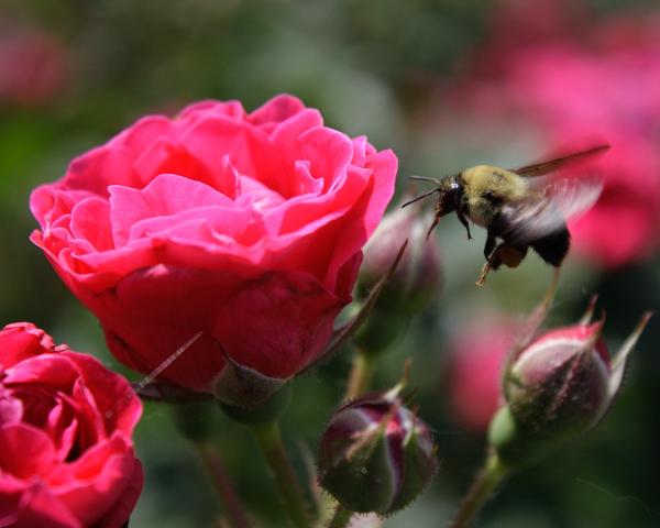 Rosy Bee picture