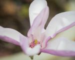 Magnolia Blossom