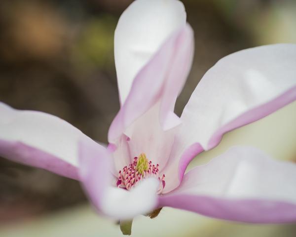 Magnolia Blossom picture