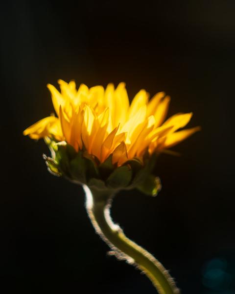 Twisted Glowing Sunflower picture