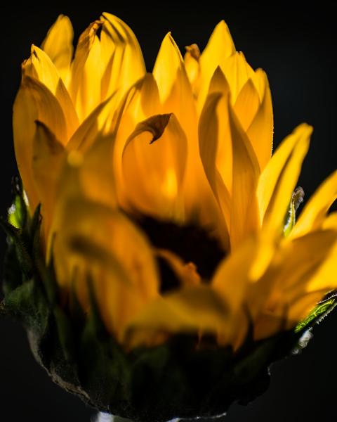 Sunflower in the Dark