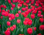 Field of Red Tulips