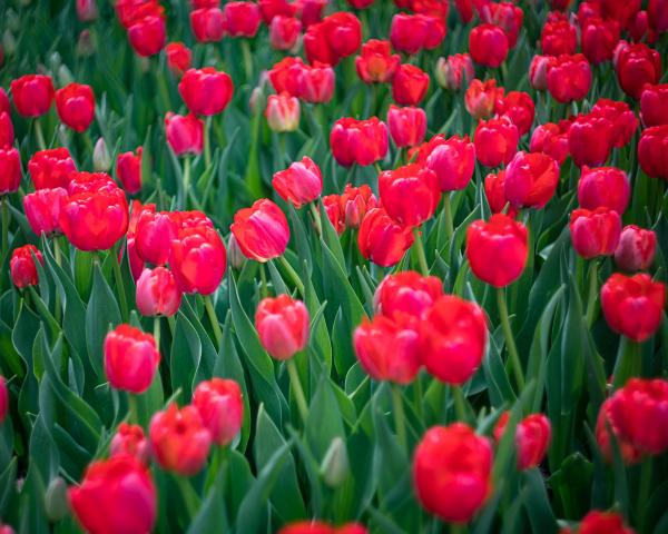 Field of Red Tulips picture