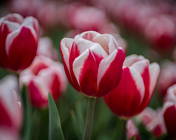 Red & White Tulip