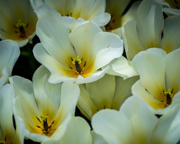 White Tulips picture