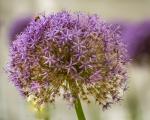 Firecrackers Allium & Bee