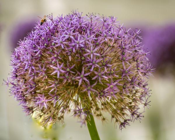 Firecrackers Allium & Bee picture