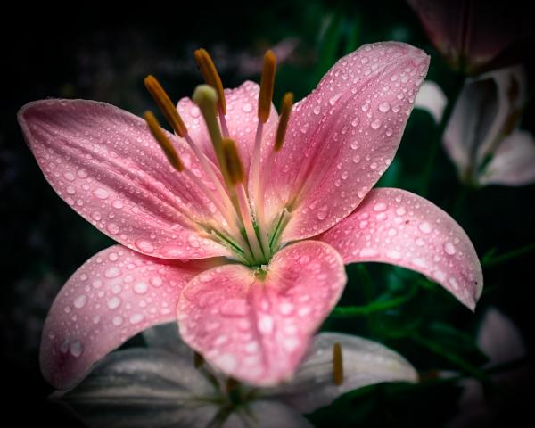 Pink Lily & Raindrops