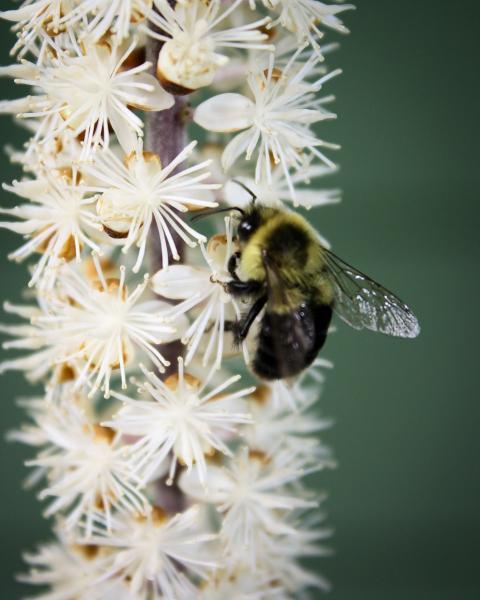 Bee on White Flower picture