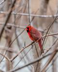 Winter Cardinal