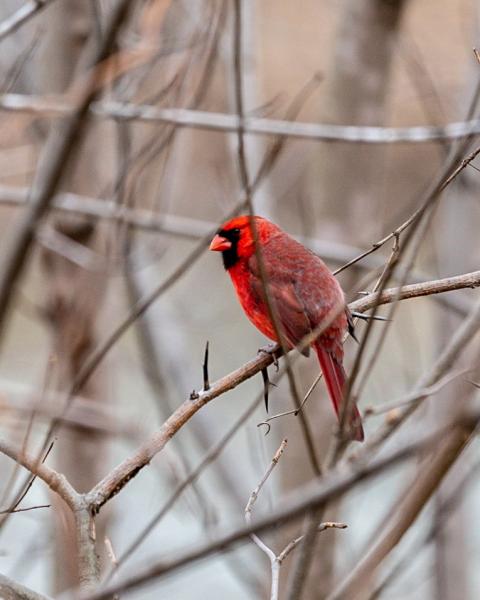 Winter Cardinal picture