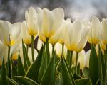 Glowing Tulips