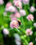 Bee on Chive Blossoms
