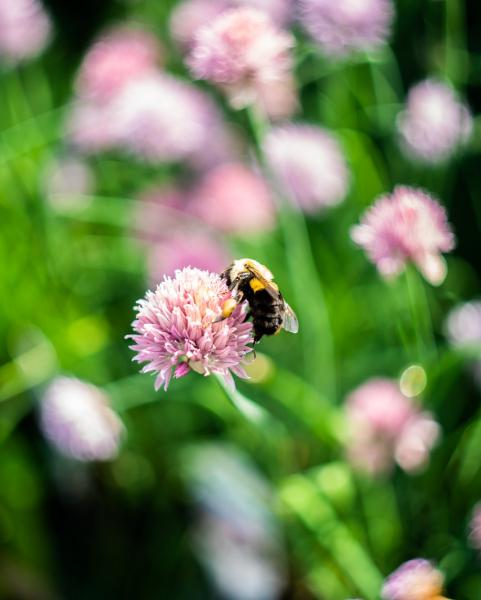 Bee on Chive Blossoms picture