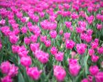 Field of Pink Tulips