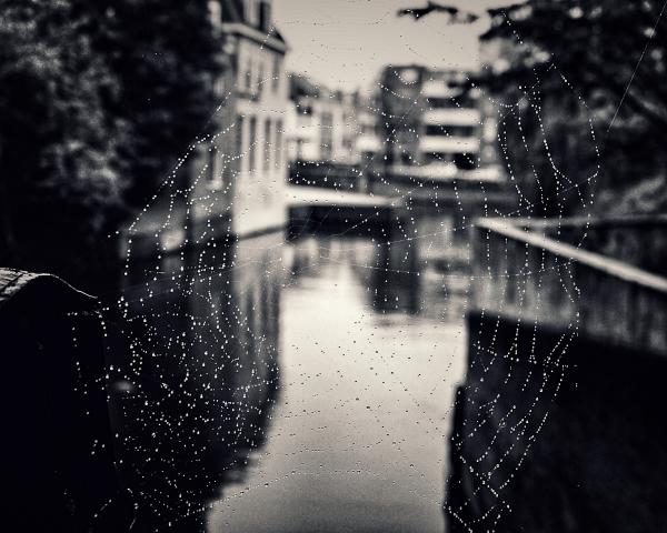 Spider Web in Amsterdam picture
