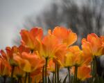 Orange Tulips