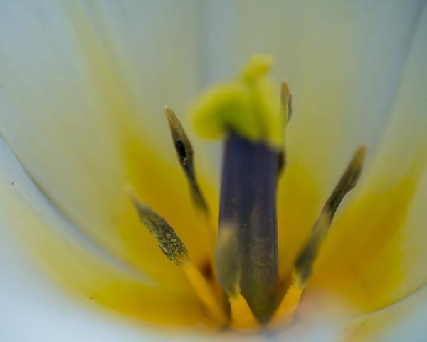 Tulip Stamen picture