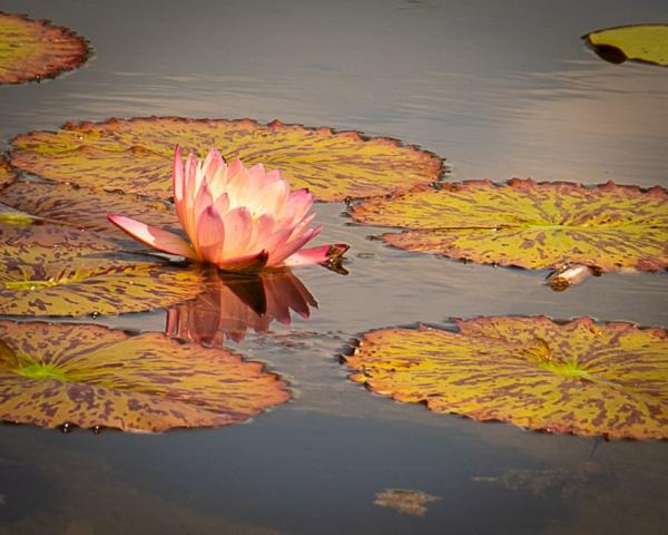 Pink Lily in the Water