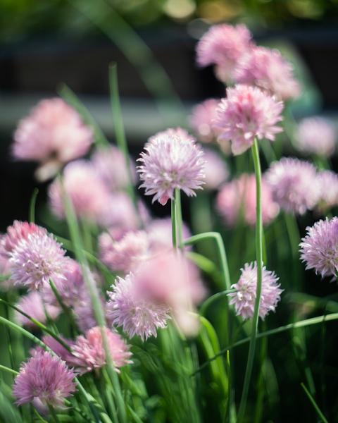 Pink Blossoms picture