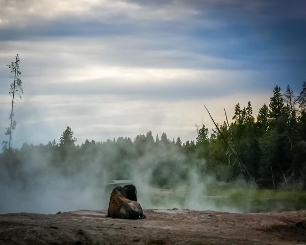 Bison in the Mists picture