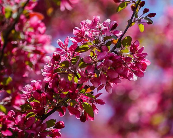 Blooming Crab Apple Tree